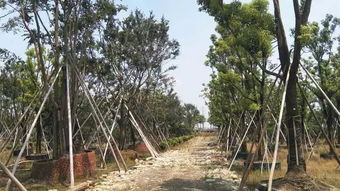 不斷追求完美,上海大景的實力派風采