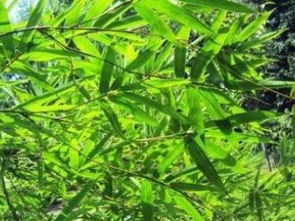 圖 北京園林綠化設(shè)計(jì)園林綠化施工苗木種植草坪種植 北京工裝裝修