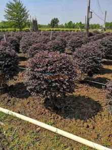 提供專業的園林綠化 園林綠化找誰施工好 柳州市鴻圖園林綠化有限責任公司