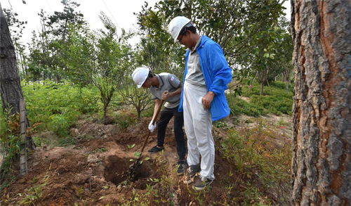 盛夏果實,不負光陰 人文園林綠化施工實操技能培訓圓滿完成